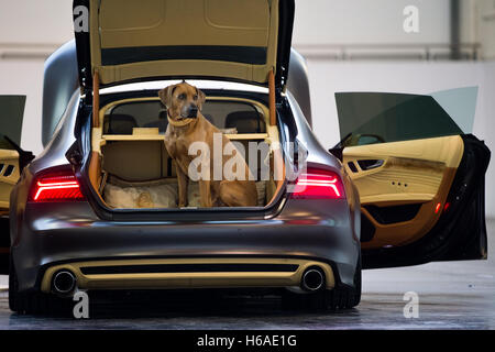 Essen, Allemagne. 26Th Oct, 2016. Le chien 'Eragon' (Rhodesian Ridgeback) se trouve dans une Audi A7 Sportback à une photo appel à l'Essen Motor Show 2016 à Essen, Allemagne, 26 octobre 2016. Le PS 290 véhicule est complètement en phase avec le chien, la couleur-sage, même le compartiment moteur. Le spectacle aura lieu à Essen du 26 novembre au 4 décembre 2016. Foto : Rolf Vennenbernd/dpa/Alamy Live News Banque D'Images