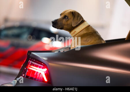 Essen, Allemagne. 26Th Oct, 2016. Le chien 'Eragon' (Rhodesian Ridgeback) se trouve dans une Audi A7 Sportback à une photo appel à l'Essen Motor Show 2016 à Essen, Allemagne, 26 octobre 2016. Le PS 290 véhicule est complètement en phase avec le chien, la couleur-sage, même le compartiment moteur. Le spectacle aura lieu à Essen du 26 novembre au 4 décembre 2016. Foto : Rolf Vennenbernd/dpa/Alamy Live News Banque D'Images