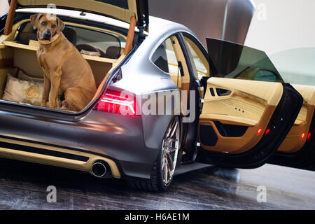 Essen, Allemagne. 26Th Oct, 2016. Le chien 'Eragon' (Rhodesian Ridgeback) se trouve dans une Audi A7 Sportback à une photo appel à l'Essen Motor Show 2016 à Essen, Allemagne, 26 octobre 2016. Le PS 290 véhicule est complètement en phase avec le chien, la couleur-sage, même le compartiment moteur. Le spectacle aura lieu à Essen du 26 novembre au 4 décembre 2016. Foto : Rolf Vennenbernd/dpa/Alamy Live News Banque D'Images