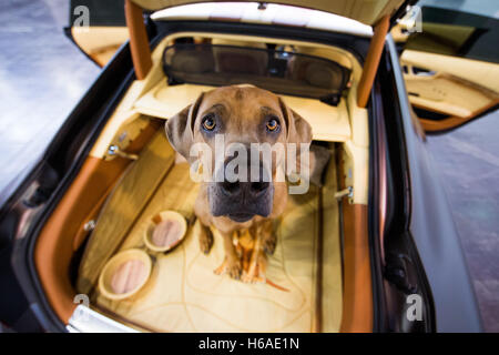 Essen, Allemagne. 26Th Oct, 2016. Le chien 'Eragon' (Rhodesian Ridgeback) se trouve dans une Audi A7 Sportback à une photo appel à l'Essen Motor Show 2016 à Essen, Allemagne, 26 octobre 2016. Le PS 290 véhicule est complètement en phase avec le chien, la couleur-sage, même le compartiment moteur. Le spectacle aura lieu à Essen du 26 novembre au 4 décembre 2016. Foto : Rolf Vennenbernd/dpa/Alamy Live News Banque D'Images