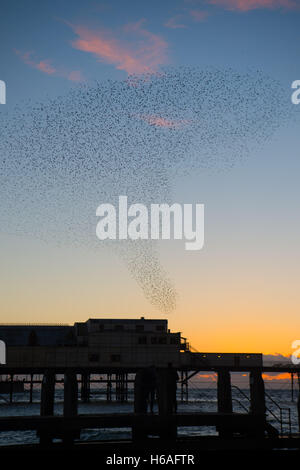 Pays de Galles Aberystwyth UK, le mercredi 26 octobre 2016 UK météo : à la fin de la journée les gens se rassemblent sur la promenade pour voir et photographier les bandes d'étourneaux voler dans plus de la jetée à Aberystwyth. Chaque soir, à l'automne et l'hiver, des milliers d'oiseaux voler dans la nuit en toute sécurité pour se percher sur les jambes de fer de fonte de la station pier Crédit photo : Keith Morris / Alamy Live News Banque D'Images