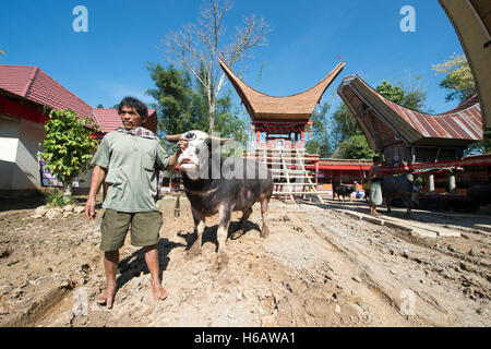 Les populations locales et les villageois apportent le sacrifice de Buffalo au cours de la cérémonie funéraire unique appelé Solo Rambu Banque D'Images