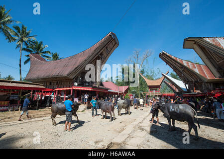 Les populations locales et les villageois apportent le sacrifice de Buffalo au cours de la cérémonie funéraire unique appelé Solo Rambu Banque D'Images