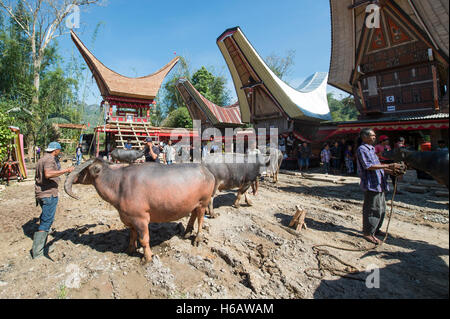 Les populations locales et les villageois apportent le sacrifice de Buffalo au cours de la cérémonie funéraire unique appelé Solo Rambu Banque D'Images