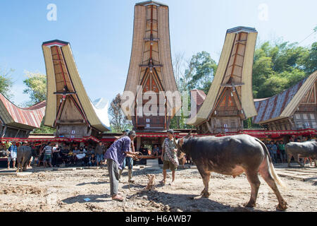 Les populations locales et les villageois apportent le sacrifice de Buffalo au cours de la cérémonie funéraire unique appelé Solo Rambu Banque D'Images