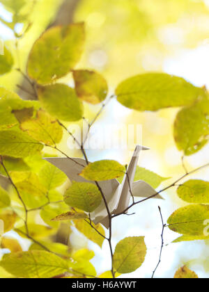 Papier Origami crane assis sur une branche en automne nature Banque D'Images