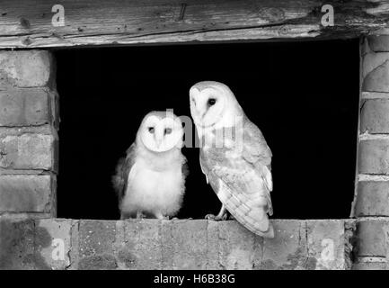 Un mâle adulte sauvage Effraie des clochers Tyto alba et l'une de ses jeunes owlets en prenant un coup d'œil à l'extérieur, dans le Warwickshire Banque D'Images