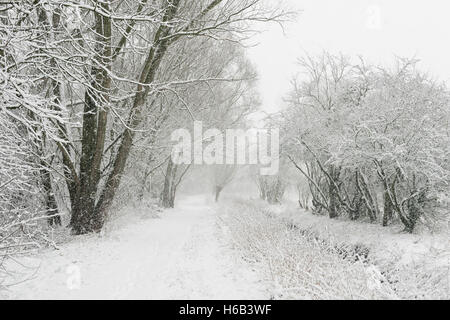 Début de l'hiver, la neige tomber, un chemin de randonnée menant à travers le Vieux Rhin sling le long d'un petit ruisseau, près de Düsseldorf, Allemagne. Banque D'Images