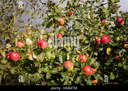 Pommes rouges bien mûrs sur un arbre étonnant Howgate en Octobre Banque D'Images