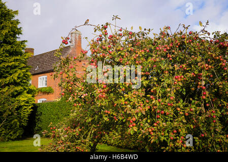 Un arbre fruitier chargé de fruits rouges Tydeman's la fin de l'Orange pommes dans un jardin de campagne au Royaume-Uni Banque D'Images