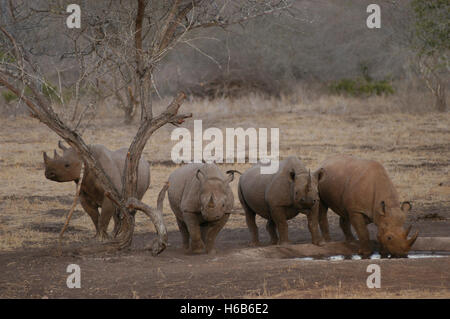 Le rhinocéros noir (Diceros bicornis) verre dans un point d'eau artificiel de Mkomazi Rhino Sanctuary, le parc national de Mkomazi, Tanzanie Banque D'Images