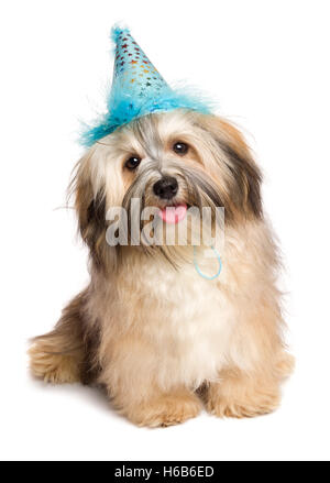 Heureux mignon Bichon Havanese puppy dog in a blue party hat Banque D'Images