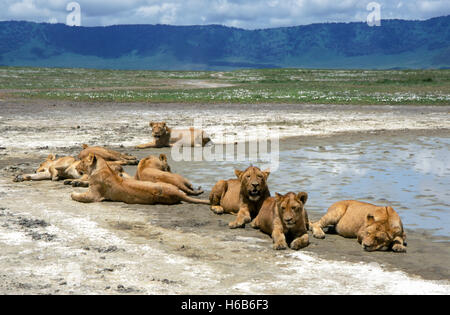 Les lions (Panthera leo), l'orgueil par sous-adultes se reposant à l'eau d'une piscine, le cratère du Ngorongoro, en Tanzanie Banque D'Images
