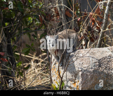 Une vigie sur l'Hyrax Rock dans le Serengeti Banque D'Images