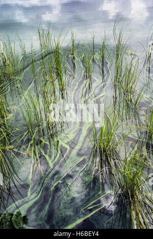Les algues vertes sur le Loch Garten en Ecosse. Banque D'Images