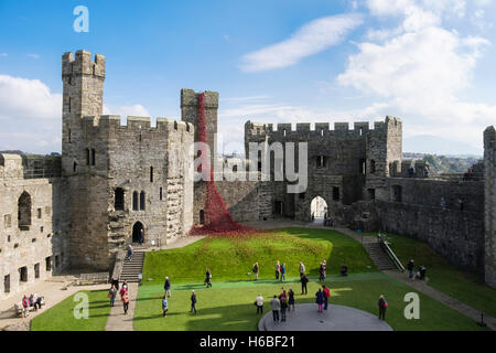 Les visiteurs qui cherchent à fenêtre pleurant art sculpture céramique de coquelicots rouges afficher dans les murs du château de Caernarfon. Pays de Galles UK Caernarfon Banque D'Images