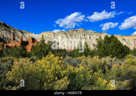 La lumière du soleil s'allume une rabbbitbrush les fleurs jaune d'au premier plan au parc d'état de Kodachrome Basin, Utah, USA Banque D'Images