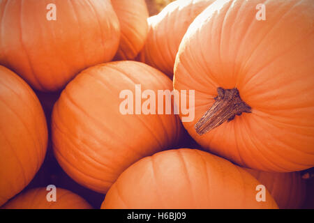 Champ de citrouilles Banque D'Images