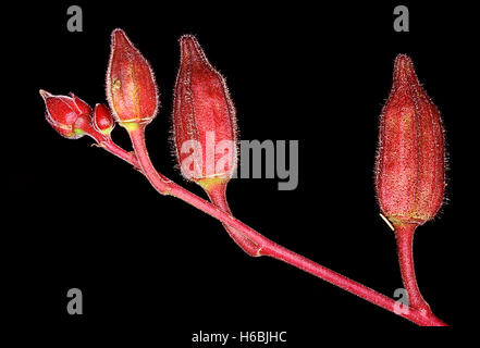 Fruits d'abelmoschus manihot. famille : malvaceae. Cette plante est une espèce sauvage apparentée de Abelmoschus esculentus (Lady's finger) Banque D'Images