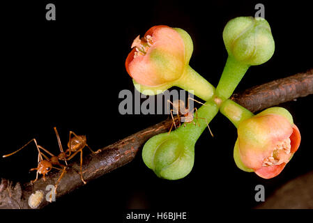 Garcinia indica. famille : clusiaceae. les fleurs de l'arbre 'kokam' conifère élégant. Banque D'Images