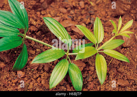 Rubia cordifolia. famille : rubiaceae. L'un des plus connus et couramment utilisés dans les usines de l'ayurveda. les racines donnent un colorant rouge Banque D'Images