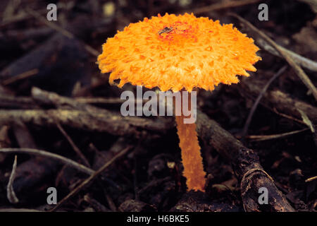 Catégorie : homobasidiomycètes . série : hyménomycètes. ordre : agaricales. Un petit champignon aux couleurs vives trouvés sur le terrain. Banque D'Images