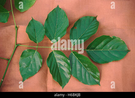 Pongamia pinnata. feuilles. famille : fabaceae. cet arbre est généralement plantées le long des routes. dans la nature il pousse le long des ruisseaux. Banque D'Images