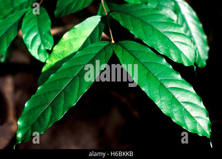 Les feuilles. Wrightia Arborea. Famille : Apocyanaceae. Un petit arbre avec sève laiteuse et les feuilles qui permet d'être utilisé comme un substitut de Banque D'Images