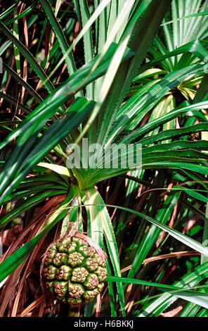 Pandanus sp. fruits. la vis pin. famille : pandanaceae. Un arbre de taille moyenne qui pousse le long de la côte au-dessus de la marée haute Banque D'Images