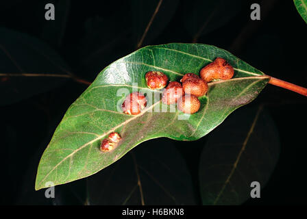 Une feuille avec des galles. ficus racemosa. famille : moraceae. une sorte de figuier sauvage trouvés dans les régions humides. Banque D'Images