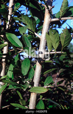 Gros plan d'une branche avec des feuilles d'épines. Alangium Salvifolium. Famille : Alangiaceae. Un petit arbre épineux principalement trouvé dans le deciduou Banque D'Images