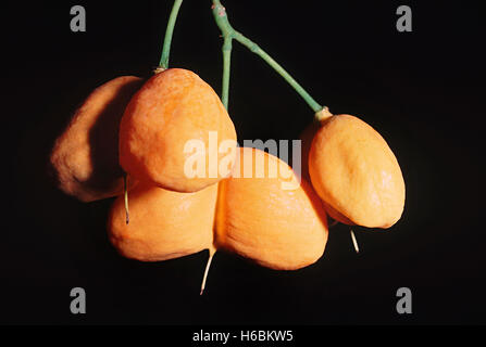 Close up of fruit. harpullia arborea. famille : sapindaceae. un petit conifère. Le fruit est comestible mais de couleur vive. Banque D'Images