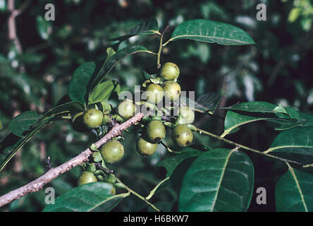 Les feuilles et les fruits. Diospyros sylvatica. famille : ebenaceae. Un grand arbre avec un tronc lisse, marquée avec les lichens. Banque D'Images