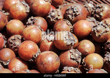 Fruits rip. Diospyros melanoxylon. tendu/arbre d'ébène indien. famille : ebenaceae. Un grand arbre à feuilles caduques Banque D'Images