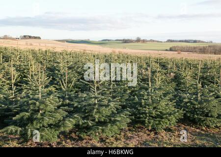 Plantation de sapin Nordmann au Danemark Banque D'Images