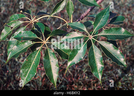 Les feuilles. Bombax Ceiba. Coton soie rouge arbre. Famille : Bombacaceae. Un grand arbre à feuilles caduques avec de belles fleurs qui sont pollinat Banque D'Images