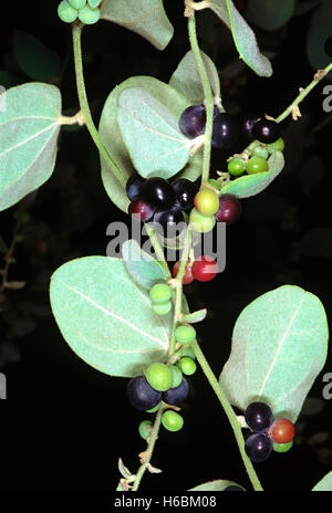 Cocculus. fruits hirsutus. famille : menispermaceae. une plante herbacée grimpant. les feuilles lorsque broyé dans l'eau forment une sorte de gelée Banque D'Images