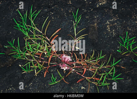 Lepidagathis Trinervis. Famille : Brassicaceae. Une plante épineuse qui pousse sur les plateaux rocheux exposés. Les bractées sont à pointe de la colonne vertébrale. Banque D'Images