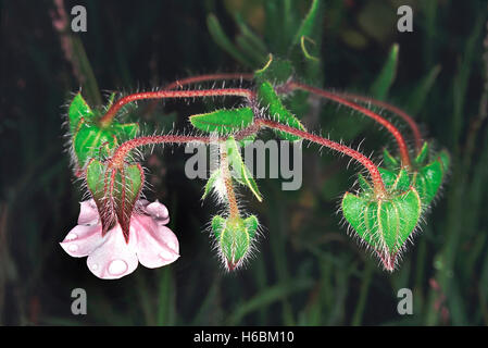 Une petite herbe trouvée dans les prés herbeux et les champs en jachère. Trichodesma sp. Famille : Boraginaceae. Banque D'Images