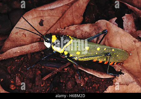 Sauterelle peint de couleurs vives. Ces sauterelles sont toxiques et désagréable pour les prédateurs en raison de la Banque D'Images