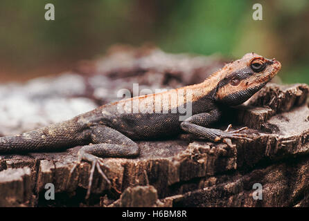 Psammophilus sp. la péninsule de rock agama. un dragon forestiers qui se trouve dans le centre et le sud de l'Inde Banque D'Images