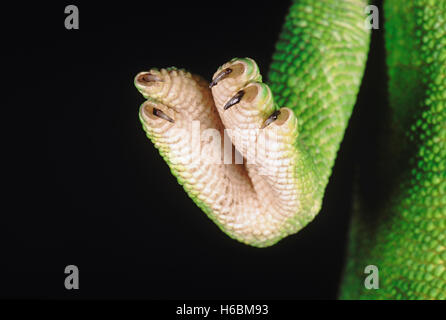 Chameleon zeylanicus. Un gros plan du pied et griffes. Le caméléon a la capacité de changer sa couleur ainsi que l'ombre depe