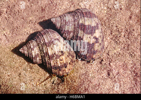 Escargots marins. Ces escargots sont exploités pour leurs coquilles, qui sont coupées, polies et transformées en boutons et autres accessoires de mode Banque D'Images