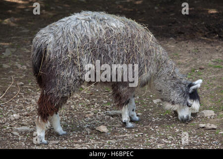 Alpaca (Vicugna pacos). Banque D'Images