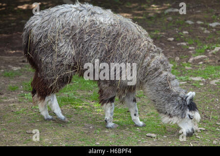 Alpaca (Vicugna pacos). Banque D'Images