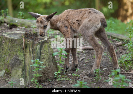 Chamois des Alpes (Rupicapra rupicapra rupicapra). Des animaux de la faune. Banque D'Images