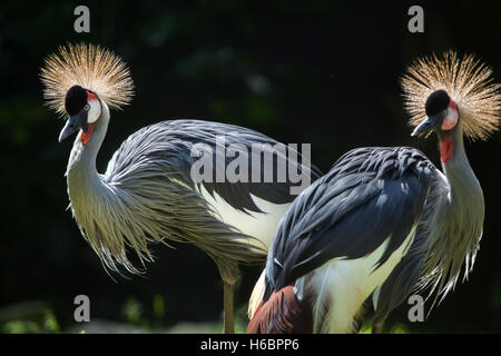 Grue couronnée d'Afrique de l'Est (Balearica regulorum gibbericeps), également connu sous le nom de la grue royale. Des animaux de la faune. Banque D'Images