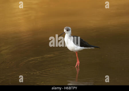 Black winged stilt au lever du soleil, à un étang Banque D'Images