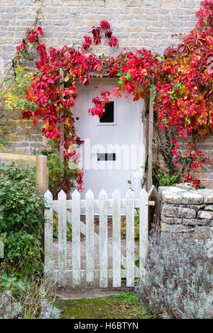 Parthenocissus quinquefolia. Virginia creeper / American lierre sur un chalet à Ablington, Cotswolds, Gloucestershire, Angleterre Banque D'Images