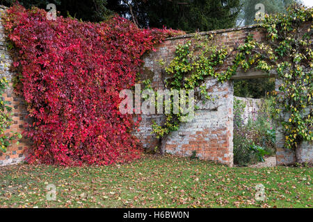 Parthenocissus quinquefolia. Virginia creeper / American ivy dans Rousham House jardin clos à l'automne. Oxfordshire, Angleterre Banque D'Images